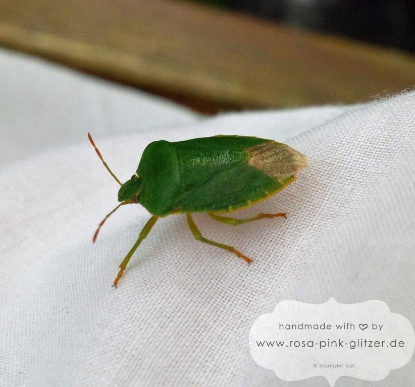 Stampin up Landshut - Wanze 5