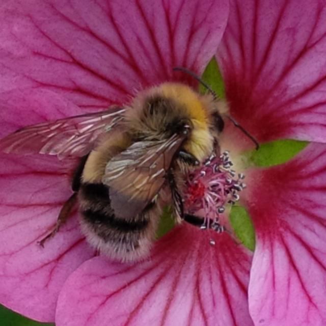 StampinupLandshutKirstinSauterMakro-Montag7